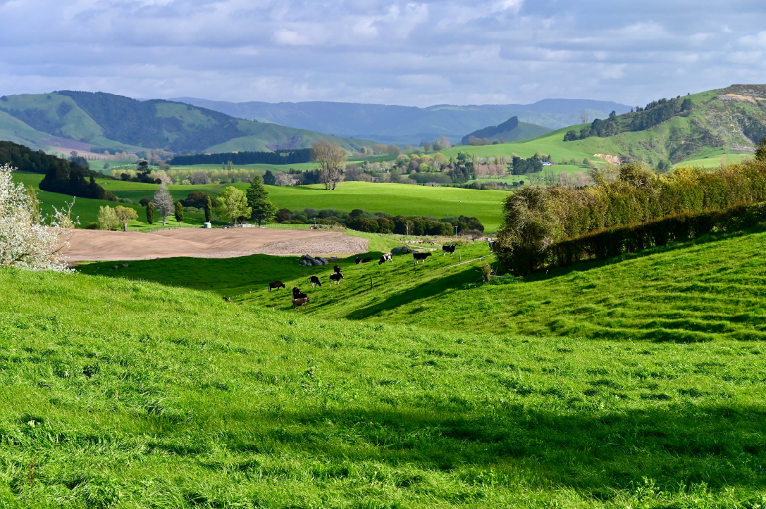 Dairy cattle grazing green pasture, New Zealand